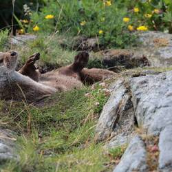 Schon ein hartes Leben, so als Otter😅