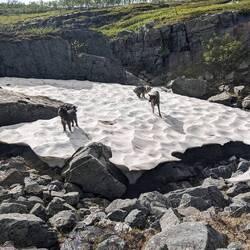 Kühlender Schnee für die Vierbeiner