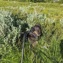 Den Gustav haben die Mücken zerstochen 😱