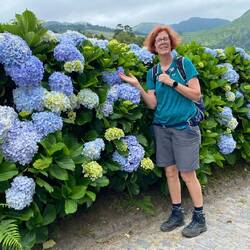 Hortensien säumen beständig unseren Weg