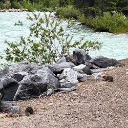 wild animals spotted 😂