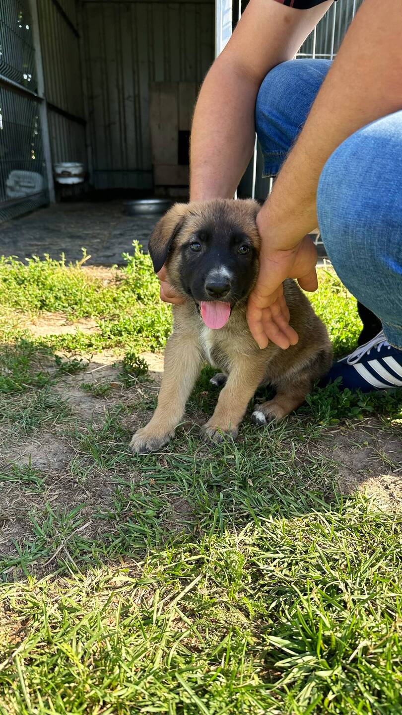 Tschüss herzige Hündli 😍