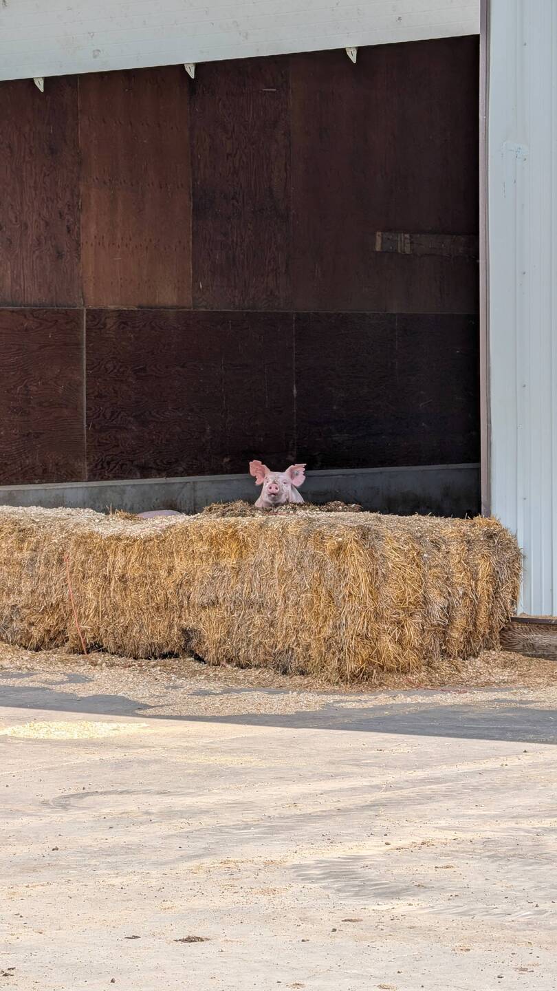 Guten Morgen von den Schweinen