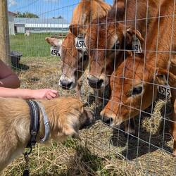 Neugieriges Beschnuppern