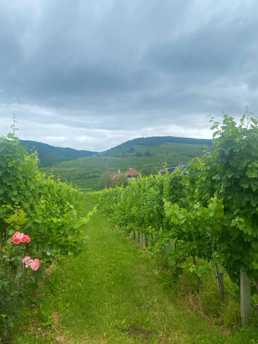 Wachau