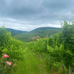 Wachau