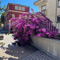 These purple flowers are all over this town, the cat was cute too