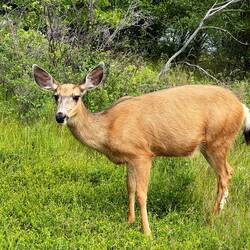 Local resident... mule deer