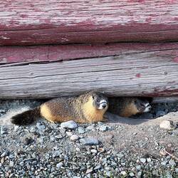 The cutest locals: yellow-bellied marmots