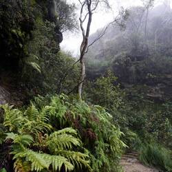 Wentworth falls and over cliff walk