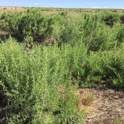 Frage an die Botanikerinnen und Artemisia-Züchterinnen: Sind das Artemisiabüsche?