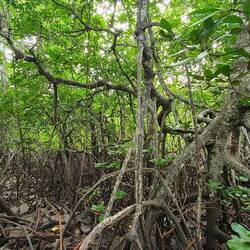 Sally paradise!!! Rhizophora forests to die for!!!