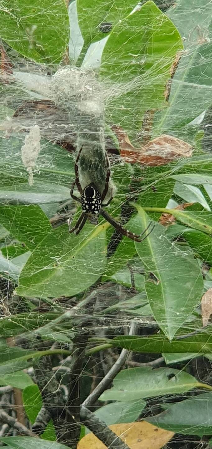 Unknown sp. (mangroves, Portland Roads)