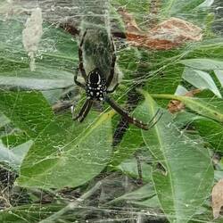 Unknown sp. (mangroves, Portland Roads)