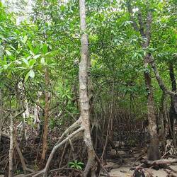 R. apiculata dominate mid- to upper-tidal range, R. mucronata mid-, and R. stylosa low