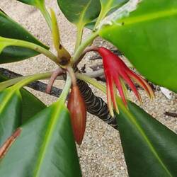 Bruigera gymnorhiza, Portland Roads