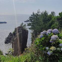 Überall gibt es wunderschöne Hortensien 😊