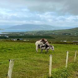 These two young donkeys were just playing, not humping. Much like Miko and Leo