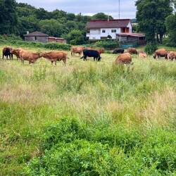 The area near Arzúa is big into dairy farming