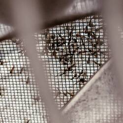 Wir waren selten so froh über unsere Moskitonetze.