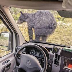 Er war scheinbar sehr hungrig und sah auch nicht unbedingt gut genährt aus