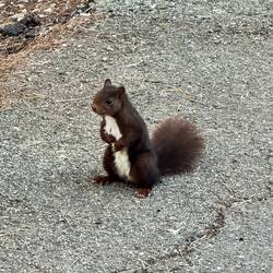 Look at this brown little guy