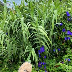 Ziegenfussprachtwinde