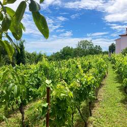 Au a wunderschöne Olive- und Rebehain verbii