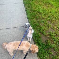 Koda & Finn in Langley