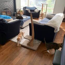 🐱 in Port Coquitlam