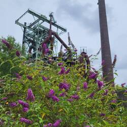 Die Natur erobert zurück.