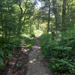 Das letzte Stück ging bergab durch eine Waldstrecke. Viel Gatsch aber dafür keine einzige Gelse!