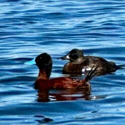 Andean Ducks