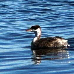 Titicaca Grebe - endemic to the lake
