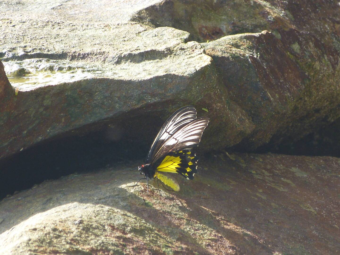 Handgrosser Schmetterling
