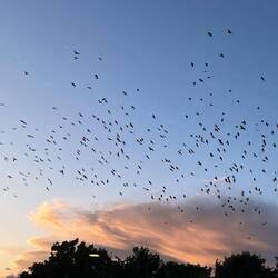 The birds.