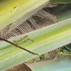 Kleiner Gecko in der Palme