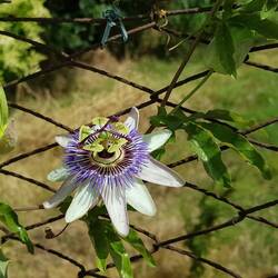 Wunderschöne Blume am Straßenrand