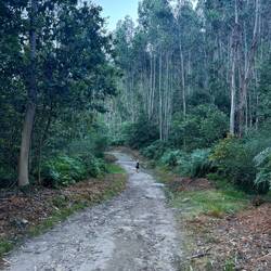 Beautiful forest walk