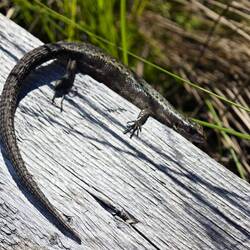 Moin kleiner Freund🦎