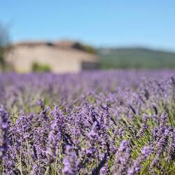 Abschied aus Bonnieux, Abschied vom Lavendel
