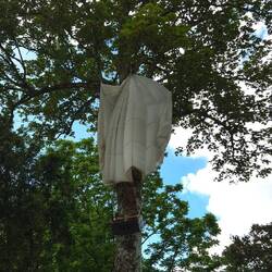 Da hat sich doch ein Fallschirm im Baum verheddert