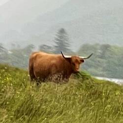 Dalmally, Cladich, hairy cows.