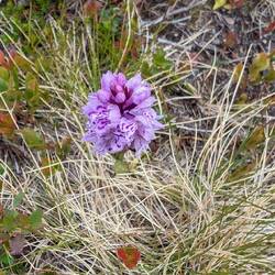 Geflecktes Knabenkraut