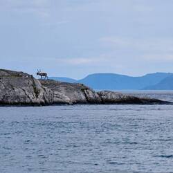 Rentieren auf den Klippen auf dem Meer
