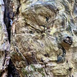 Detail on no doubt ancient tree stump on trail