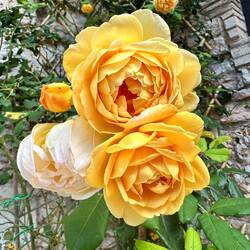 Some spectacular roses there - I think this one is called Golden Splendor