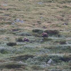 Endlich! Ochse auf 10 Uhr!🥳🥳🥳