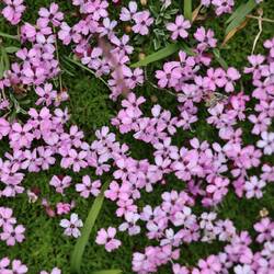 .... und doch noch recht viel Farbe versteckt!