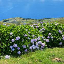 Hortensien als Heckenbegrenzung